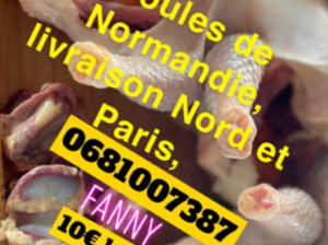 Poules de Normandie à commander