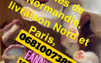 Poules de Normandie à commander