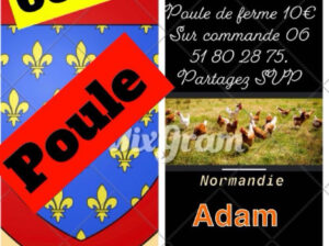 Poule de ferme en Normandie