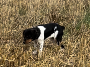 Chien épagneul breton tricolore