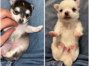 Chihuahua