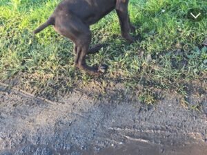 Chien brac