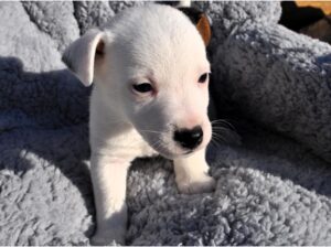 Race Jack Russel terrier