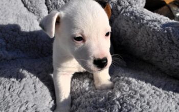 Race Jack Russel terrier