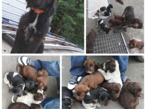 Chiots drathar korthal