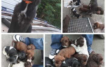 Chiots drathar korthal